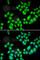Dopamine Receptor D3 antibody, A1556, ABclonal Technology, Immunofluorescence image 
