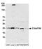 RNA Transcription, Translation And Transport Factor antibody, A305-804A-M, Bethyl Labs, Western Blot image 