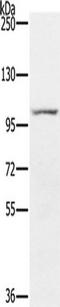 PDE5A antibody, TA351508, Origene, Western Blot image 