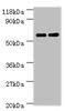 Carboxylesterase 1C  antibody, CSB-PA338557YA01MO, Cusabio, Western Blot image 
