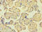 Inactive N-acetylated-alpha-linked acidic dipeptidase-like protein 2 antibody, OACA04919, Aviva Systems Biology, Immunohistochemistry paraffin image 