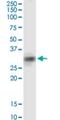 Sirtuin 4 antibody, H00023409-M03, Novus Biologicals, Western Blot image 