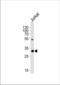 Exosome complex exonuclease RRP4 antibody, TA328143, Origene, Western Blot image 
