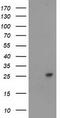 Cyclin Dependent Kinase Inhibitor 3 antibody, TA503578, Origene, Western Blot image 