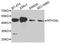 Rab effector Noc2 antibody, A4311, ABclonal Technology, Western Blot image 