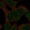 Solute Carrier Family 43 Member 3 antibody, HPA077244, Atlas Antibodies, Immunofluorescence image 