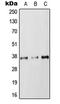RAB36, Member RAS Oncogene Family antibody, LS-C353798, Lifespan Biosciences, Western Blot image 