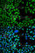 TIA1 Cytotoxic Granule Associated RNA Binding Protein antibody, A6237, ABclonal Technology, Immunofluorescence image 
