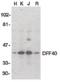DNA Fragmentation Factor Subunit Beta antibody, orb86757, Biorbyt, Western Blot image 