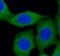 Autophagy Related 12 antibody, FNab00667, FineTest, Immunofluorescence image 