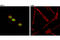 ETS Transcription Factor ERG antibody, 97249S, Cell Signaling Technology, Immunofluorescence image 