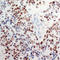 Jun Proto-Oncogene, AP-1 Transcription Factor Subunit antibody, LS-C368401, Lifespan Biosciences, Immunohistochemistry frozen image 