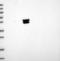 Sarcalumenin antibody, NBP2-13379, Novus Biologicals, Western Blot image 