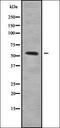 Cytochrome C Oxidase Subunit 7B antibody, orb336278, Biorbyt, Western Blot image 