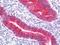 PEG antibody, orb181565, Biorbyt, Immunohistochemistry paraffin image 