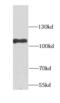 Adhesion G Protein-Coupled Receptor E5 antibody, FNab01510, FineTest, Western Blot image 
