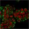 Heat Shock Protein Family D (Hsp60) Member 1 antibody, GTX34786, GeneTex, Immunocytochemistry image 