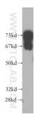 RUN And FYVE Domain Containing 1 antibody, 13498-1-AP, Proteintech Group, Western Blot image 