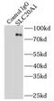 Solute Carrier Family 20 Member 1 antibody, FNab07917, FineTest, Immunoprecipitation image 