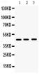 Hematopoietically-expressed homeobox protein HHEX antibody, PB9631, Boster Biological Technology, Western Blot image 