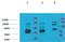 Potassium Voltage-Gated Channel Subfamily H Member 7 antibody, A10151, Boster Biological Technology, Western Blot image 
