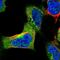 Synapse Associated Protein 1 antibody, NBP2-56625, Novus Biologicals, Immunofluorescence image 