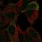 Neural Cell Adhesion Molecule 2 antibody, HPA030901, Atlas Antibodies, Immunofluorescence image 