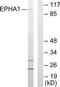 EPH Receptor A1 antibody, TA313826, Origene, Western Blot image 