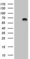 Zinc Finger Protein 583 antibody, MA5-27319, Invitrogen Antibodies, Western Blot image 