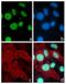 Pituitary homeobox 3 antibody, 701181, Invitrogen Antibodies, Immunofluorescence image 