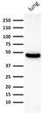 Keratin 19 antibody, GTX34651, GeneTex, Western Blot image 