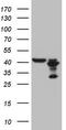 Phosphatidylinositol Specific Phospholipase C X Domain Containing 1 antibody, CF808765, Origene, Western Blot image 
