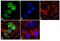 Neuropeptide Y Receptor Y4 antibody, 43-8100, Invitrogen Antibodies, Immunofluorescence image 