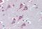 Fatty Acid Amide Hydrolase antibody, NBP1-52384, Novus Biologicals, Immunohistochemistry frozen image 