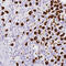 Mucin 21, Cell Surface Associated antibody, HPA052028, Atlas Antibodies, Immunohistochemistry paraffin image 