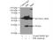 Sepiapterin Reductase antibody, 16822-1-AP, Proteintech Group, Immunoprecipitation image 