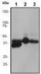 NK2 Homeobox 1 antibody, ab76013, Abcam, Western Blot image 