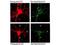 Neuronal Calcium Sensor 1 antibody, TA319491, Origene, Immunofluorescence image 