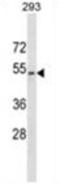 TAZ antibody, AP54578PU-N, Origene, Western Blot image 