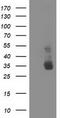 Non-Homologous End Joining Factor 1 antibody, CF502007, Origene, Western Blot image 