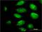 Plasminogen Like B2 antibody, H00005342-M04, Novus Biologicals, Immunocytochemistry image 
