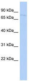 Splicing Regulatory Glutamic Acid And Lysine Rich Protein 1 antibody, TA339981, Origene, Western Blot image 