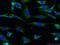 Cyclin Dependent Kinase 5 antibody, 10430-1-AP, Proteintech Group, Immunofluorescence image 