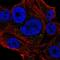 Neuralized E3 Ubiquitin Protein Ligase 2 antibody, NBP2-56809, Novus Biologicals, Immunofluorescence image 