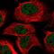 KIAA1211 Like antibody, NBP2-14405, Novus Biologicals, Immunofluorescence image 