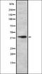Solute Carrier Family 30 Member 8 antibody, orb337515, Biorbyt, Western Blot image 
