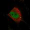 WW Domain Binding Protein 4 antibody, HPA038965, Atlas Antibodies, Immunofluorescence image 