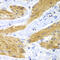 HRas Proto-Oncogene, GTPase antibody, 23-265, ProSci, Immunohistochemistry paraffin image 