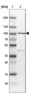 R3H Domain Containing 2 antibody, NBP1-81448, Novus Biologicals, Western Blot image 