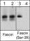 Fascin Actin-Bundling Protein 1 antibody, FP2661, ECM Biosciences, Western Blot image 